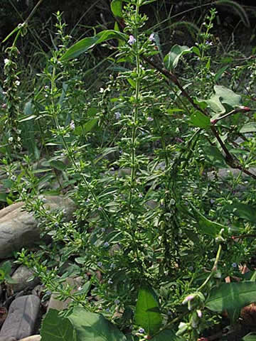the entire plant