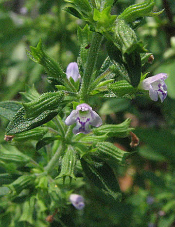 flowers up close
