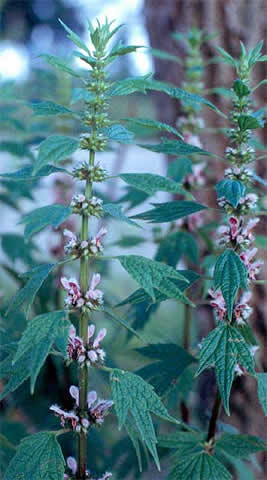 plant with distinctive leaves