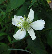 flower up close