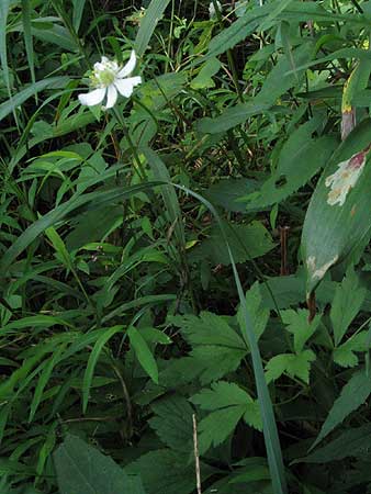 the tall entire plant