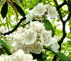 the white form