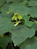 Fruit