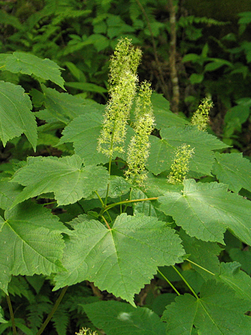 flower spike with leaves