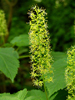 flower spike