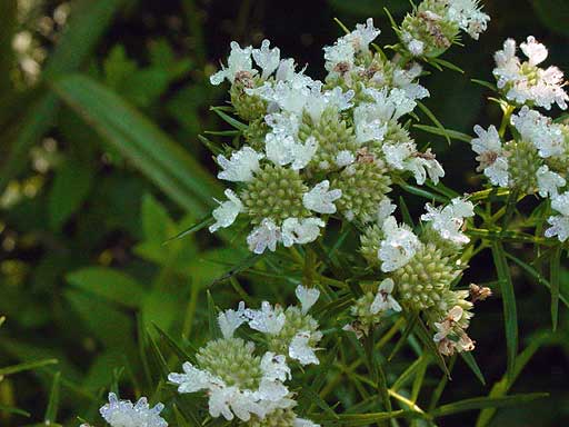 close up of the flowers