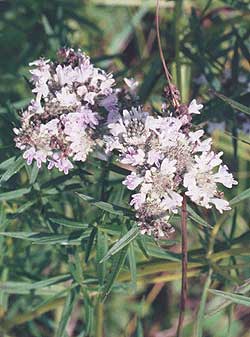 flowers and leaves