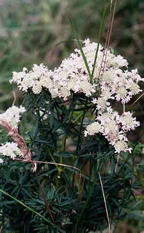 entire plant