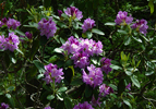 shrub leaves and flowers