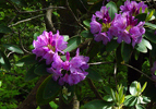 flowers up close