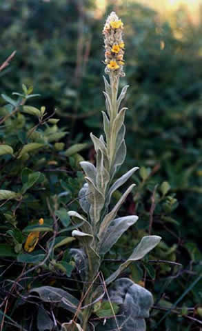 the entire tall plant