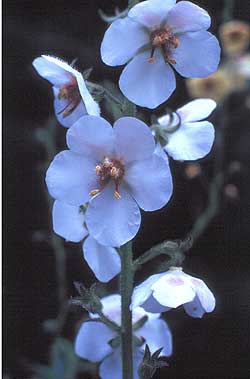 the white form