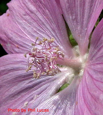 the braided stamen