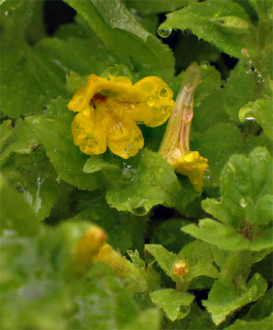 small flowers