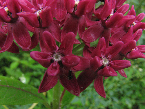 deep red flowers