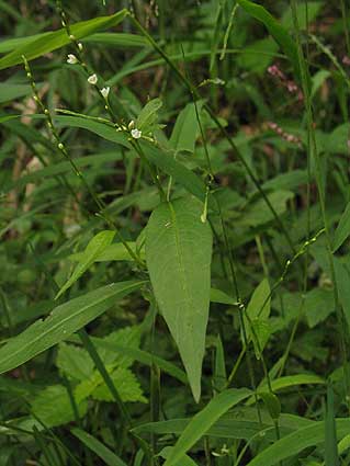 large leaves, tiny flower