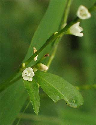 the small flowers