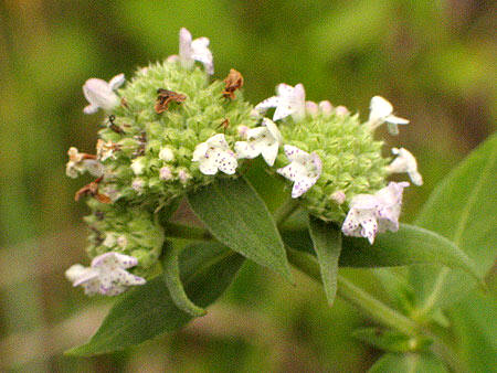flowers up close