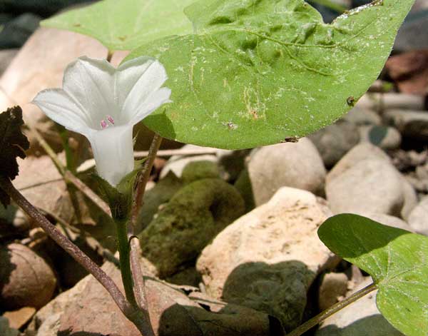low creeping vine