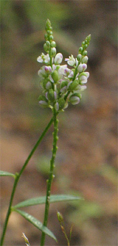 delicate flowers