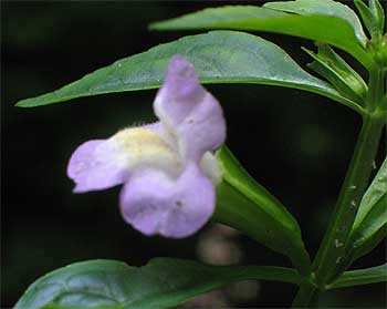 flower up close