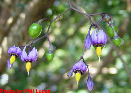 very distinctive flowers