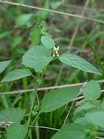 shows flower, leaves and fruit