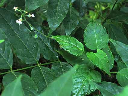 entire plant