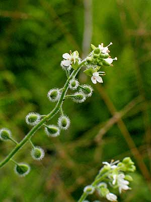 flowers up close
