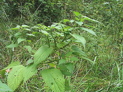 entire plant showing placement of flowers