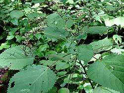 another view of the plant