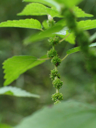 close look at the small flower clusters