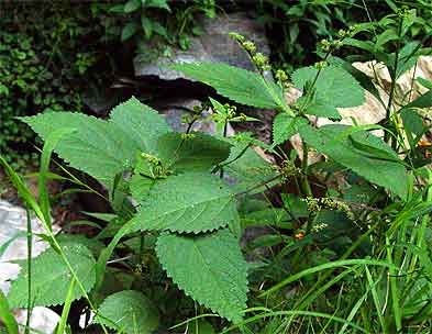 note leaf and flower shape