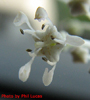 very close look at the flower