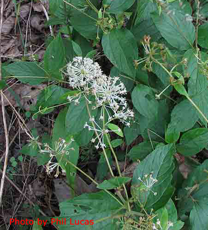 shows leaves and flower structure