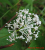 flowerhead close up