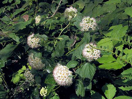 the shrub showing leaves and flowers