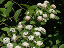 a spray of flowers