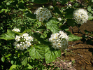 a cluster of heads