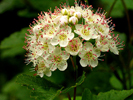 older flower head