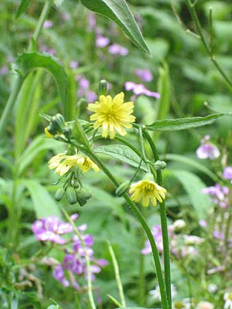 entire plant with pale yellow flowers