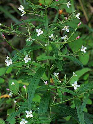 showy small plant
