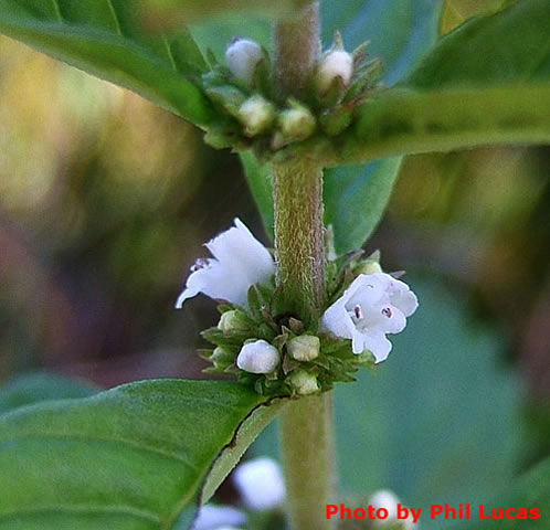 flowers up close