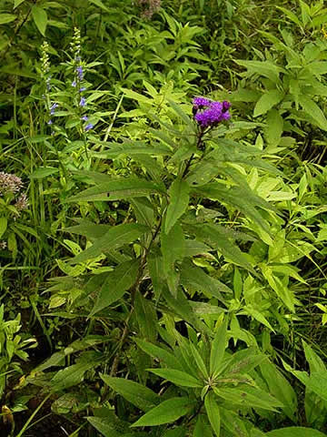leaves and flowers
