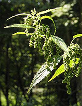 entire plant with drooping flower clusters