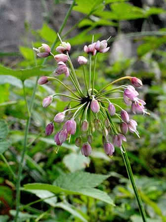 the flower head