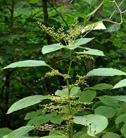 entire plant shows flower structure