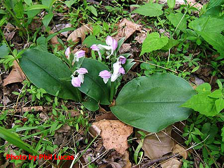 shows leaves and flowers