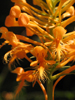 closer shows intimate parts of the flower