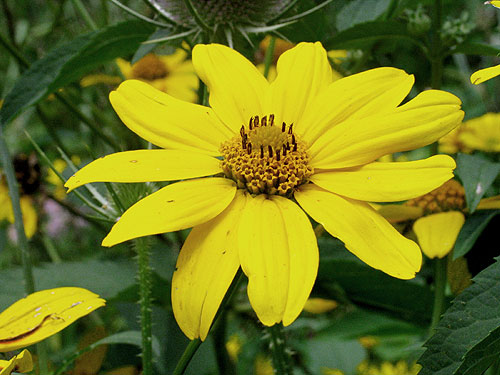 flowers up close